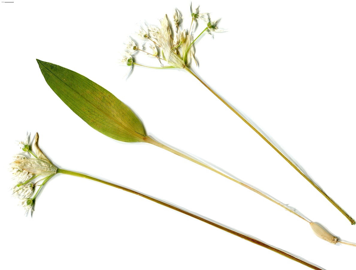 Allium ursinum (Amaryllidaceae)